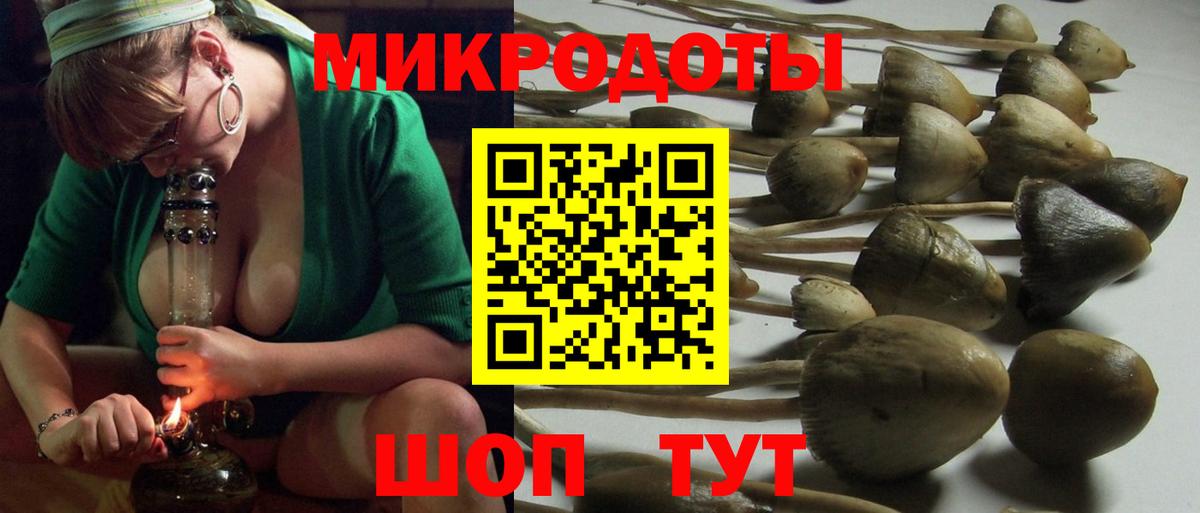 Галлюциногенные грибы Psilocybine cubensis Черногорск